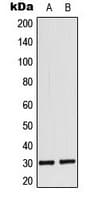 MYF6 / MRF4 Antibody (Internal)