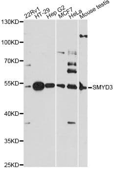 SMYD3 Antibody