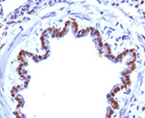 FOXA1 + FOXA2 + FOXA3 Antibody (clone FHBA1-1, Azide-free, BSA-free)