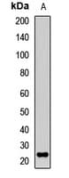 RGS16 Antibody