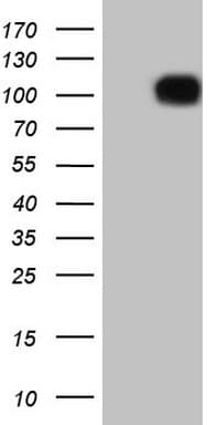 FSIP1 Antibody (clone OTI1E7, Carrier-free)