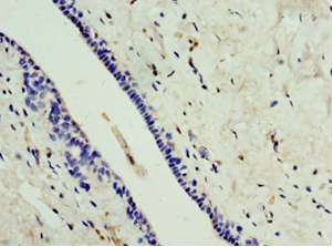 CA8 / Carbonic Anhydrase VIII Antibody (aa1-290)