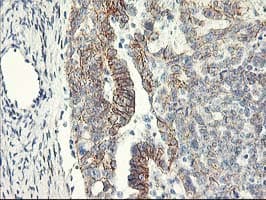 APBB3 Antibody (clone OTI5G3)