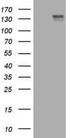 c-Kit / CD117 Antibody (aa546-976, clone OTI1E2)