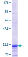 Human H1F0 Protein (Recombinant GST, N-terminus)