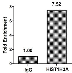 HIST1H3A Antibody