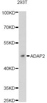 ADAP2 / CENTA2 Antibody