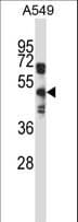 Polyclonal Rabbit anti-Human S1PR5 / EDG8 / S1P5 Antibody (aa219-247, WB)