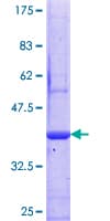 Human SIRT3 / Sirtuin 3 Protein (Recombinant GST, N-terminus)