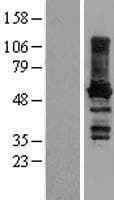 Paralemmin / PALM Protein (Over-Expression Lysate Myc-DDK (Flag))