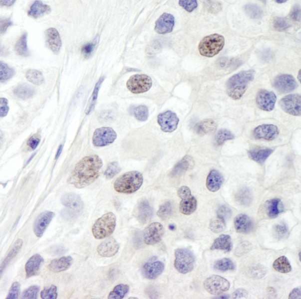 INTS8 Antibody (aa200-250)