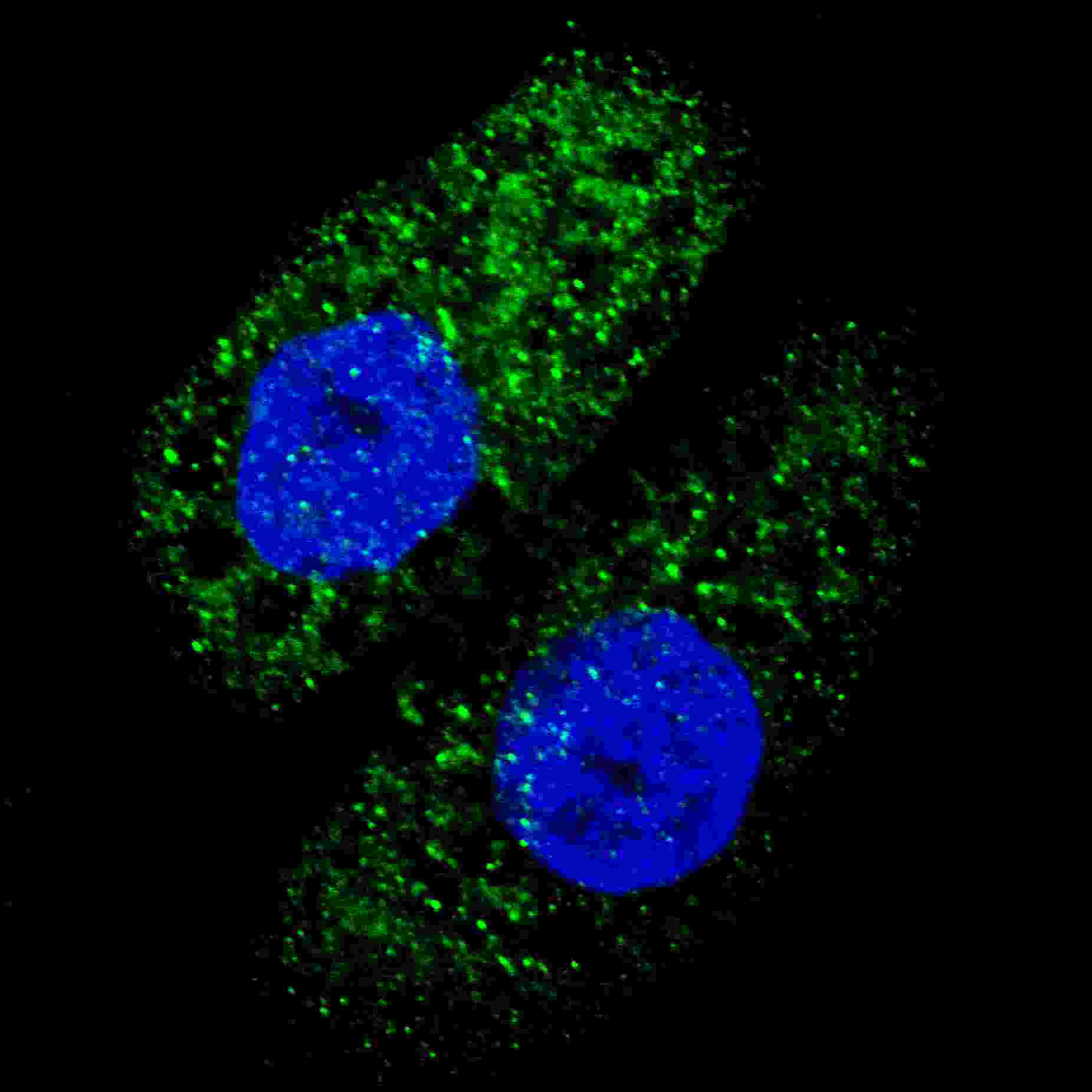 APG5 / ATG5 Antibody