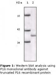 Monoclonal Mouse anti-Human p16INK4a / CDKN2A Antibody (clone 2D9A12, IHC, WB)