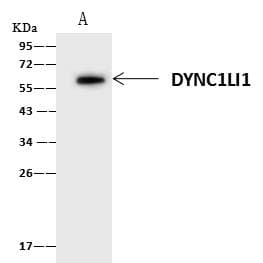 DYNC1LI1 Antibody