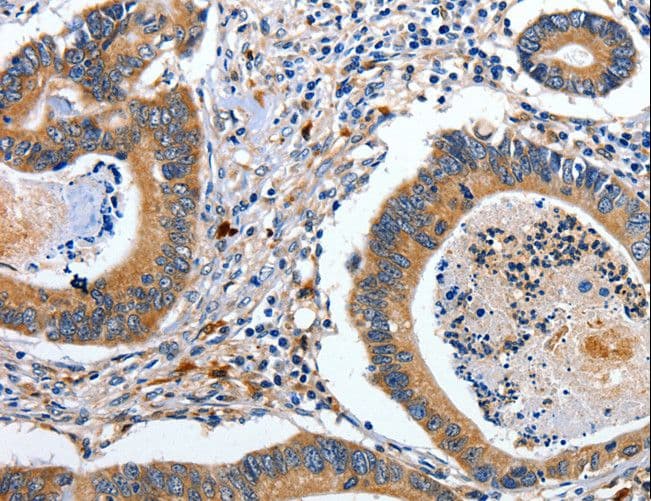 EFNB2 / Ephrin B2 Antibody