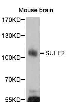 SULF2 / Sulfatase 2 Antibody