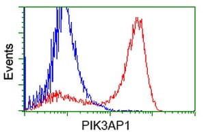 Monoclonal Mouse anti-Human BCAP / PIK3AP1 Antibody (clone OTI5H5, IF, WB)