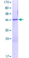 Human ROPN1L Protein (Recombinant GST)