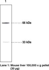 IHC-plus™ PINK1 Antibody (aa484-504)