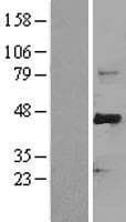 FBXW7 / FBW7 Protein (Over-Expression Lysate Myc-DDK (Flag))