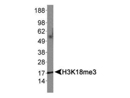 HIST3H3 Antibody (Me3-Lys18)