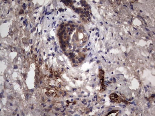 RSPO3 Antibody (aa22-272, clone 3D5, Carrier-free)