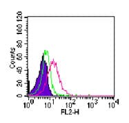 RORC / ROR Gamma Antibody (aa1-50, clone 4G419)