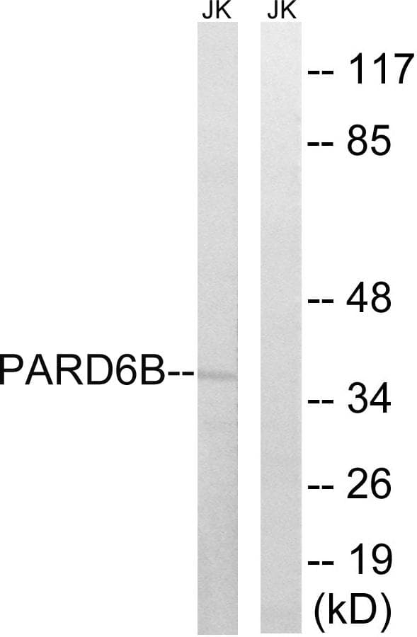PAR6B / PARD6B Antibody