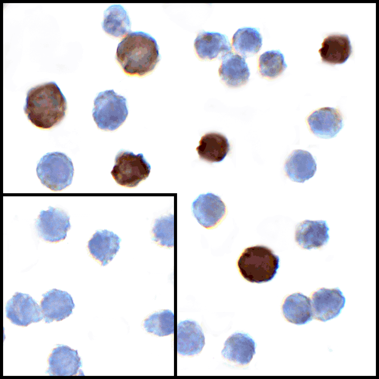 Monoclonal Mouse anti-Human TNFSF14 / LIGHT Antibody (clone 7B9H9, IHC, IF, WB)