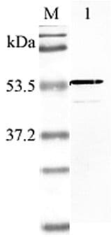 NAMPT / Visfatin Antibody (aa40-56)
