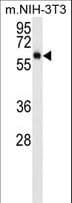 AKT3 Antibody