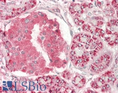 IHC-plus™ ADSS Antibody