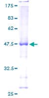 Human RALGAPA2 Protein (Recombinant GST)