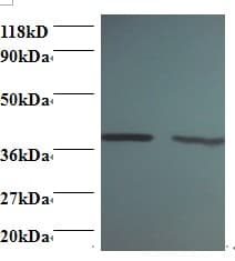 ARHGDIA / RHOGDI Antibody (FITC)