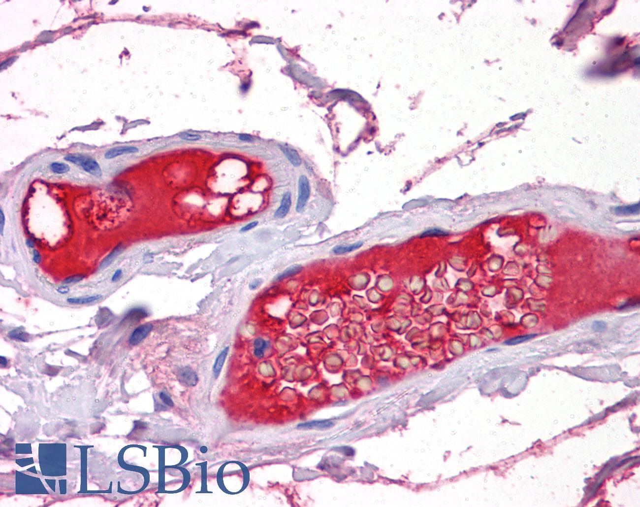 IHC-plus™ Monoclonal Mouse anti-Human PROZ / Protein Z Antibody (clone 2B4, IHC, WB)