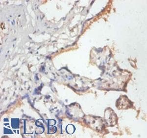 MRPL19 Antibody (Biotin)