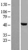 Human SMAD2 Protein (Over-Expression Lysate Myc-DDK (Flag))