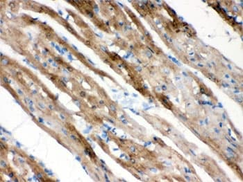 Polyclonal Rabbit anti-Human FXYD1 / Phospholemman Antibody (IHC, WB)