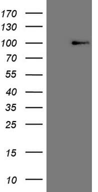 Monoclonal Mouse anti-Human HSF2 Antibody (clone OTI2F11, aa74-324, WB)