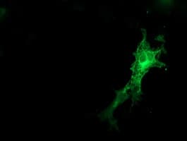 SNAP25 Antibody (clone OTI4B5, Carrier-free)