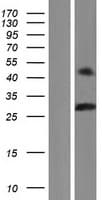 BHLHA9 Protein (Over-Expression Lysate Myc-DDK (Flag))