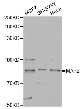 MAP2 Antibody