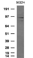 PECAM-1 / CD31 Antibody (clone UMAB30)