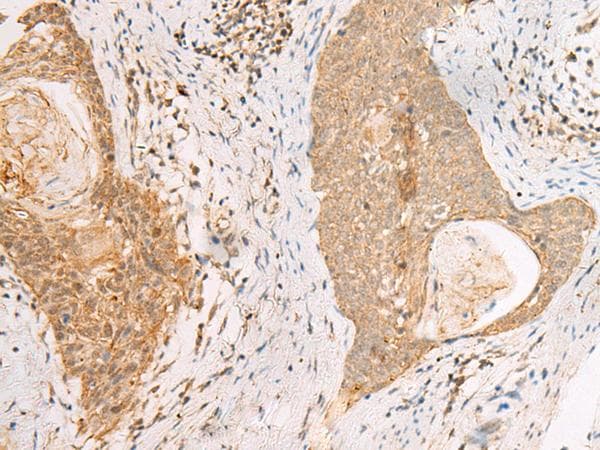 PAX5 Antibody