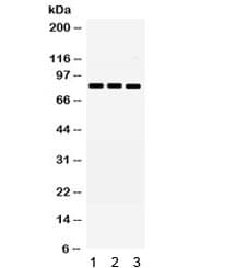 MNAT1 Antibody