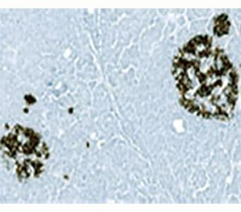 Monoclonal Mouse anti-Pig Insulin Antibody (clone 2D11-H5 or INS05, Ready-to-Use, aa1-84, IHC, IF, WB)