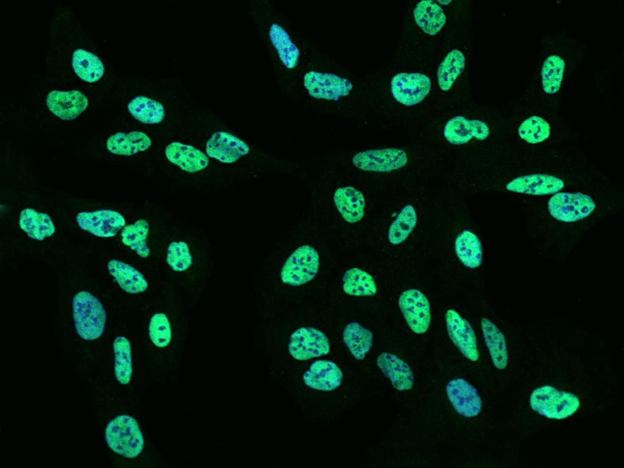 RALY Antibody