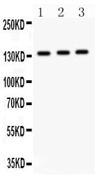 IRS1 Antibody (aa1041-1242)