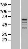 GRAMD4 Protein (Over-Expression Lysate Myc-DDK (Flag))