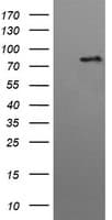 HRS / HGS Antibody (clone OTI3H7)